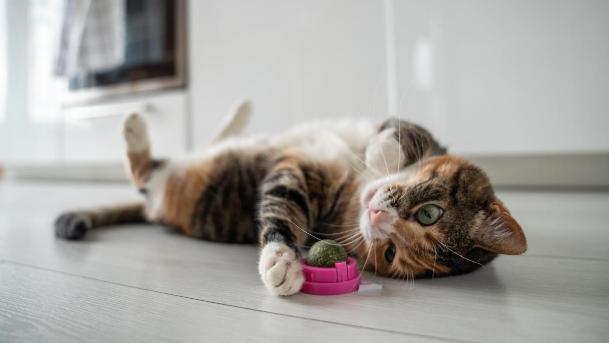 Catnip Para Gatos